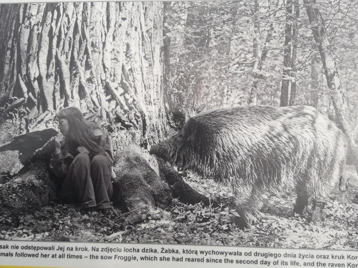 In Nature Białowieża エクステリア 写真