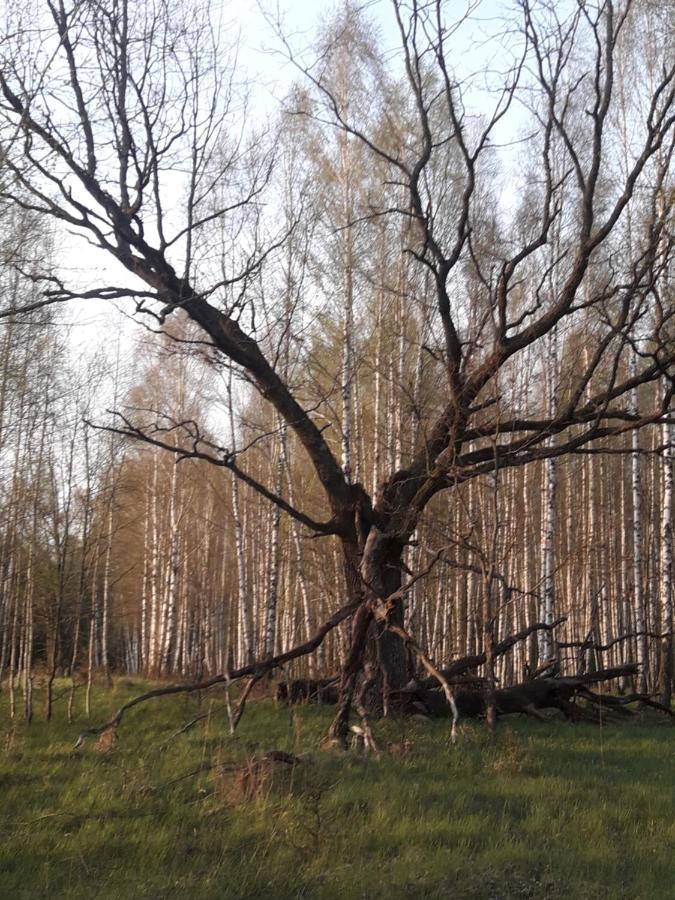 In Nature Białowieża エクステリア 写真
