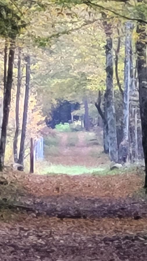 In Nature Białowieża エクステリア 写真